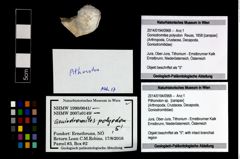 Foto (Objekt + Etikett) von Pithonoton sp.  (NHMW-GEO-2014-0194-0968)